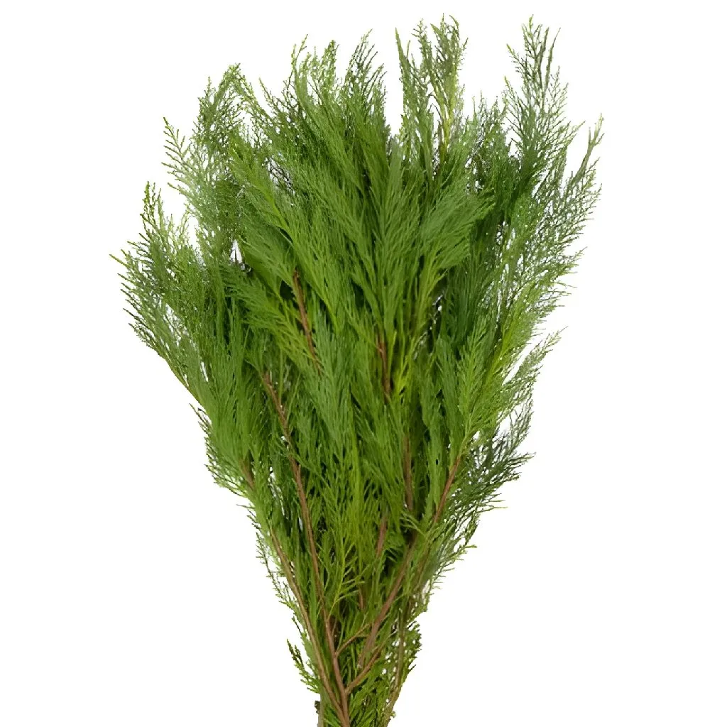 Leyland Cedar Greenery