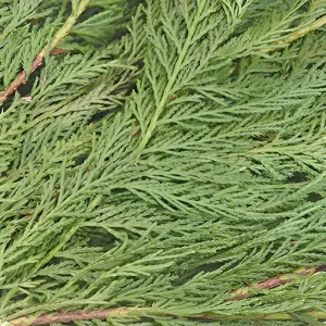 Leyland Cedar Greenery