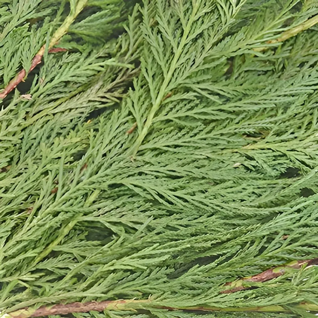 Leyland Cedar Greenery