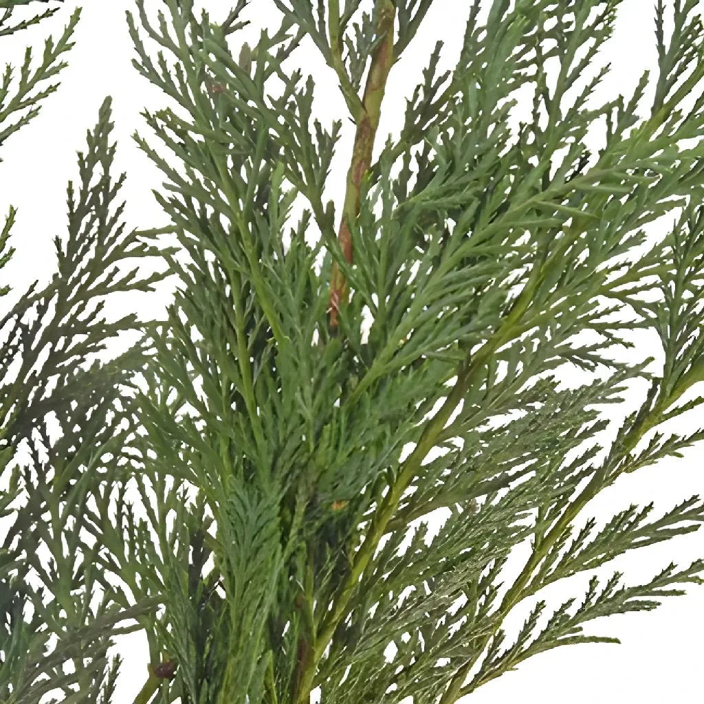 Leyland Cedar Greenery