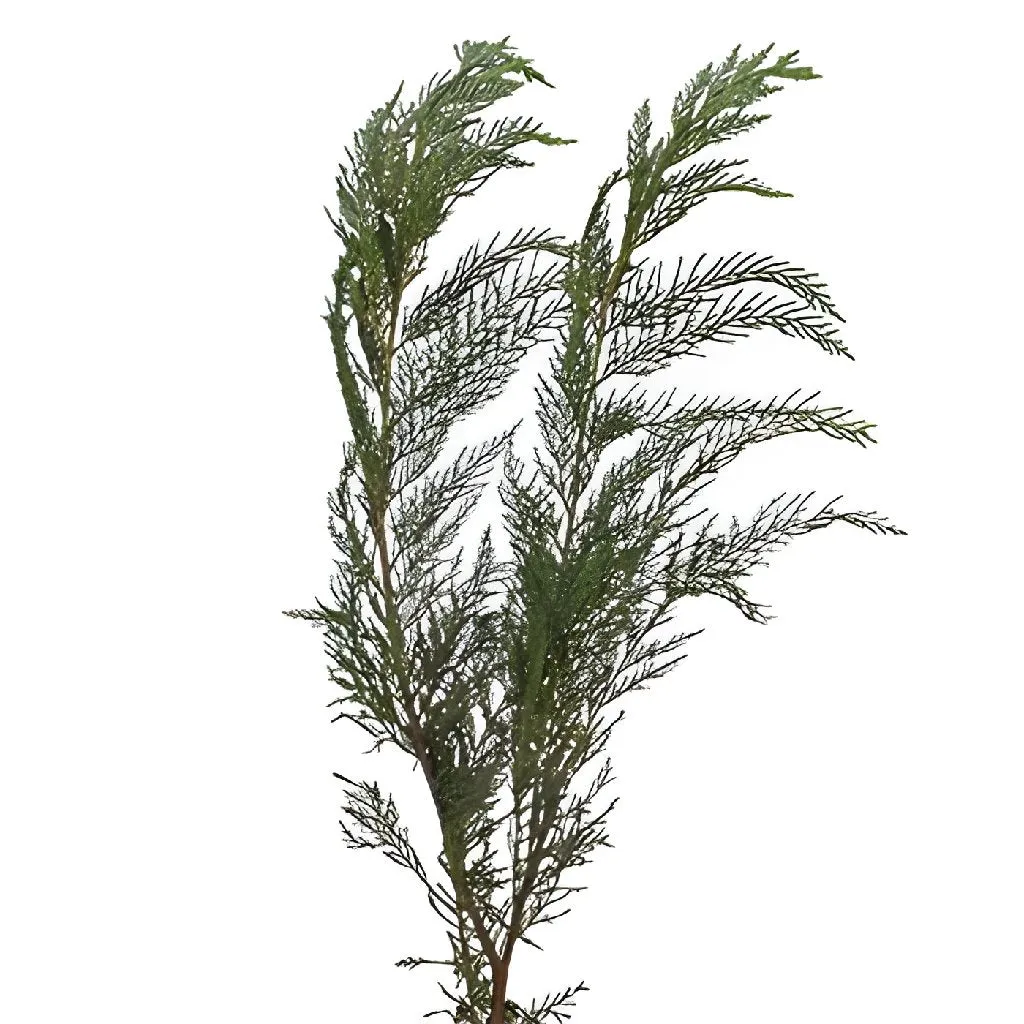 Leyland Cedar Greenery